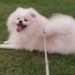 Cão morre “torrado” após banho e tosa em pet shop e tutor acusa negligência