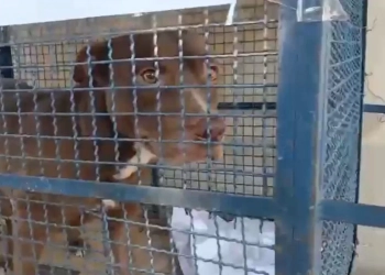 Pitbull Invade escola e Ataca Seis Crianças em Santa Cruz