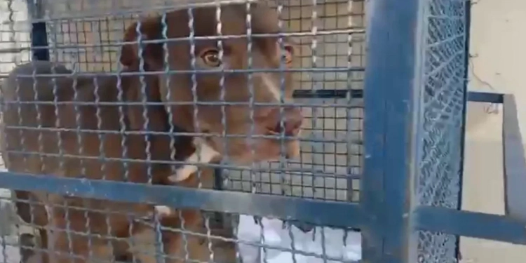 Pitbull Invade escola e Ataca Seis Crianças em Santa Cruz