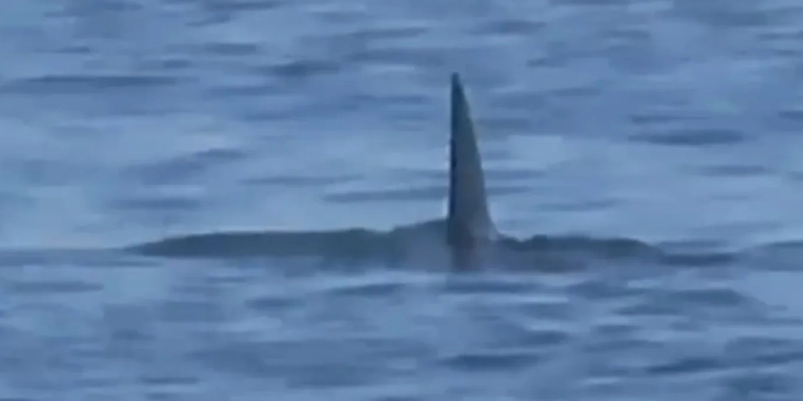 Pânico no Mar! ( video) Tubarão é Avistado Durante Aula de Surfe na Barra