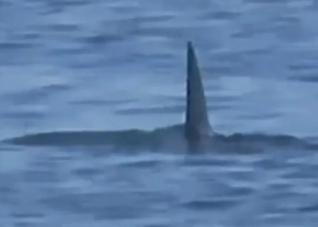 Pânico no Mar! ( video) Tubarão é Avistado Durante Aula de Surfe na Barra