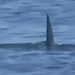 Pânico no Mar! ( video) Tubarão é Avistado Durante Aula de Surfe na Barra