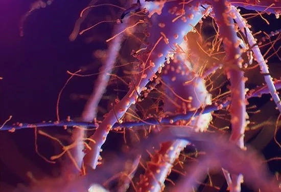 Rumo à Cura do HIV? Cientistas Desenvolvem partículas que Revelam Vírus “Escondido” no Corpo