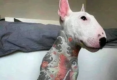 Crime Federal: Tatuagens e Piercings Estéticos em Cães e Gatos Agora São Proibidos por Lei no Brasil