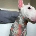 Crime Federal: Tatuagens e Piercings Estéticos em Cães e Gatos Agora São Proibidos por Lei no Brasil