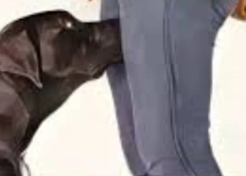 Por que cães farejam nossas partes íntimas? Leia e entenda