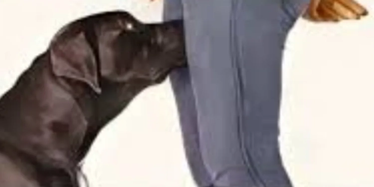 Por que cães farejam nossas partes íntimas? Leia e entenda