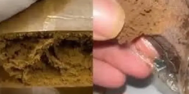 Maconha de Playboy”: Droga sofisticada assusta autoridades e se espalha entre jovens da classe média alta