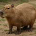 Capivara Fere Mulher em Passeio com Cachorro na Zona Oeste