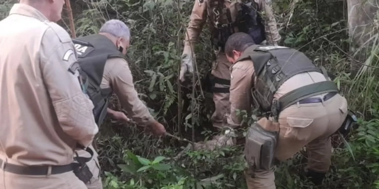Bicho-preguiça ferido é salvo por guardas ambientais em Campo Grande