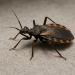 Doença de Chagas: A Ameaça Silenciosa que Ainda Assusta o Brasil