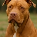 Urgente!! Governador assina decreto que PROÍBE a criação, venda e circulação de cães da raça pitbull e de outras 10 raças