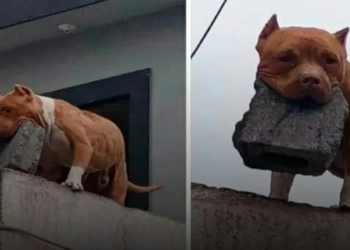 BIZARRO!! HOMEM TREINA PITBULL PARA ARREMESSAR TIJOLOS EM QUEM TOCA A CAMPAINHA!