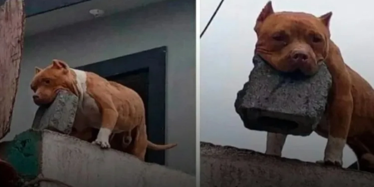 BIZARRO!! HOMEM TREINA PITBULL PARA ARREMESSAR TIJOLOS EM QUEM TOCA A CAMPAINHA!