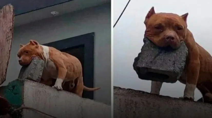 BIZARRO!! HOMEM TREINA PITBULL PARA ARREMESSAR TIJOLOS EM QUEM TOCA A CAMPAINHA!