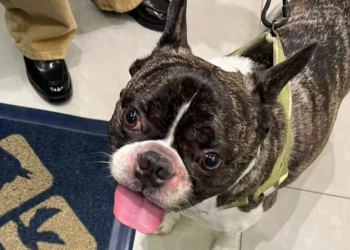 Buldogue sofre queimaduras graves após banho em pet shop de shopping na Zona Oeste