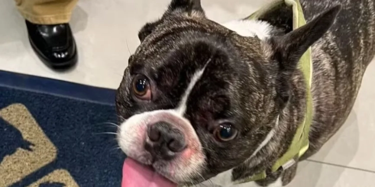 Buldogue sofre queimaduras graves após banho em pet shop de shopping na Zona Oeste