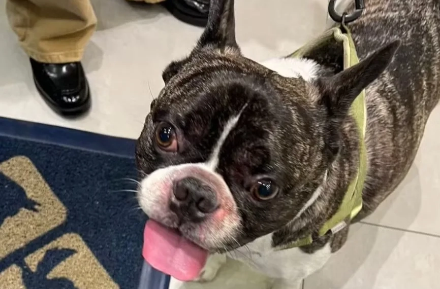 Buldogue sofre queimaduras graves após banho em pet shop de shopping na Zona Oeste