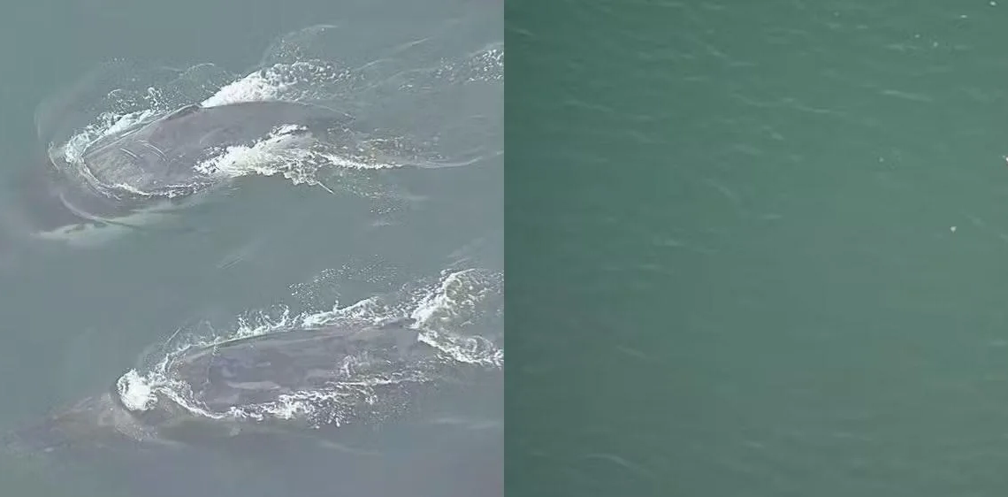 Baleias e pinguins são flagrados na orla do Rio de Janeiro nesta manhã