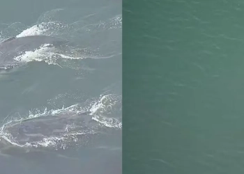 Baleias e pinguins são flagrados na orla do Rio de Janeiro nesta manhã