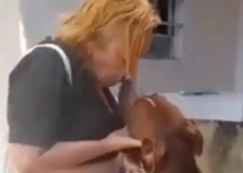 ( Video) Mulher é mordida por pitbull ao tentar dar “selinho” no animal