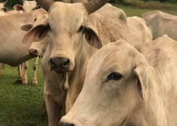 Brasil tem mais bois do que gente: números do IBGE revelam cenário curioso