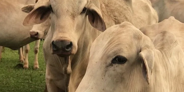 Brasil tem mais bois do que gente: números do IBGE revelam cenário curioso