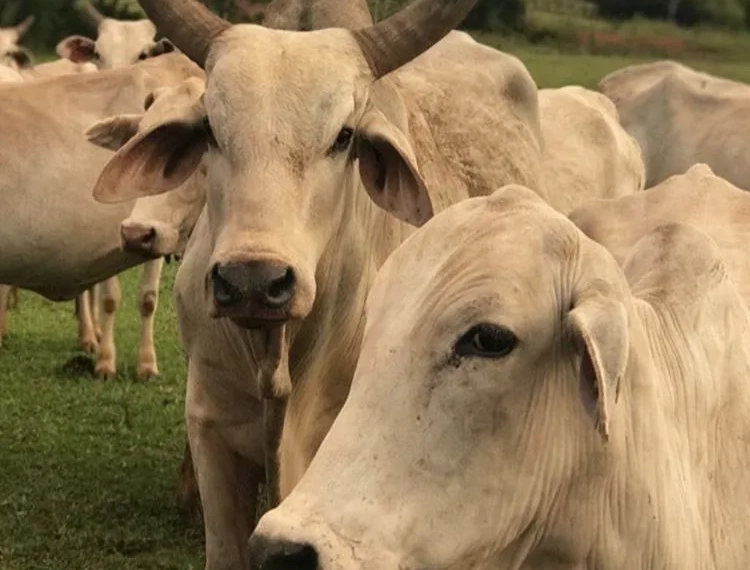 Brasil tem mais bois do que gente: números do IBGE revelam cenário curioso