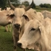 Brasil tem mais bois do que gente: números do IBGE revelam cenário curioso