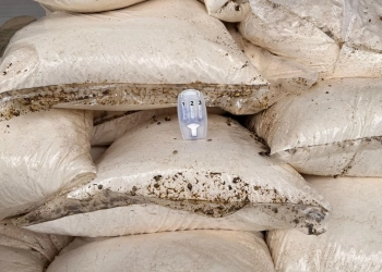 PF e Receita Federal apreendem meia tonelada de cocaína no Porto do Rio escondida em carga de café com destino à Europa