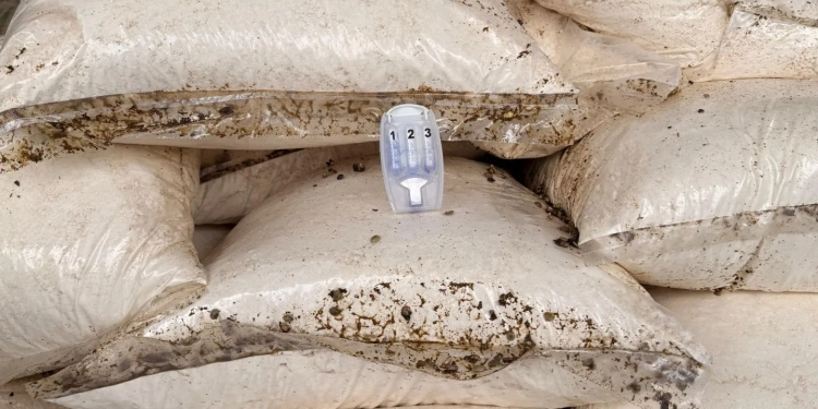 PF e Receita Federal apreendem meia tonelada de cocaína no Porto do Rio escondida em carga de café com destino à Europa