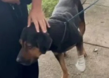 Crueldade sem limites: Traficantes “sentenciam à morte” cachorro em favela do Rio