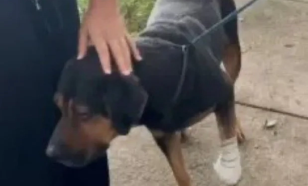 Crueldade sem limites: Traficantes “sentenciam à morte” cachorro em favela do Rio