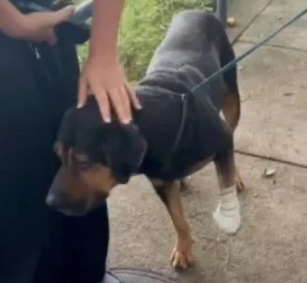 Crueldade sem limites: Traficantes “sentenciam à morte” cachorro em favela do Rio