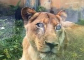 LEOA ENTRA EM ESTADO DE CHOQUE APÓS TRAGÉDIA EM ZOOLÓGICO, MAS PARQUE GARANTE: “NÃO SERÁ SACRIFICADA”