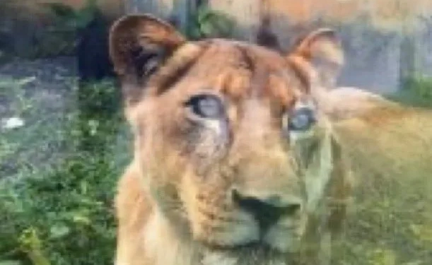 LEOA ENTRA EM ESTADO DE CHOQUE APÓS TRAGÉDIA EM ZOOLÓGICO, MAS PARQUE GARANTE: “NÃO SERÁ SACRIFICADA”