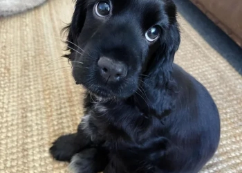 MÃE DENUNCIA O PRÓPRIO FILHO: Adolescente de 14 anos é apreendido após matar cachorro da família