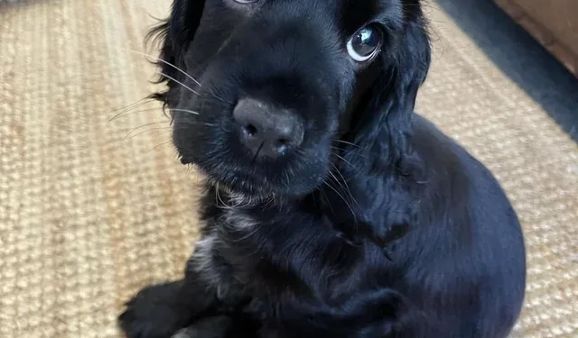 MÃE DENUNCIA O PRÓPRIO FILHO: Adolescente de 14 anos é apreendido após matar cachorro da família