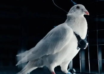 Pombos Hackeados? Startup Russa Diz Ter Criado Drones Biológicos com Implantes no Cérebro