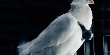 Pombos Hackeados? Startup Russa Diz Ter Criado Drones Biológicos com Implantes no Cérebro