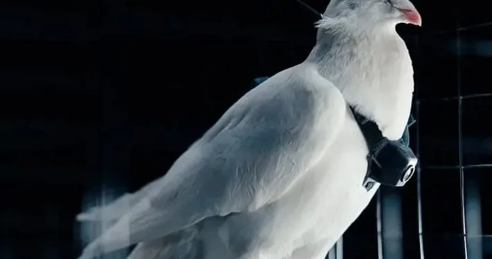 Pombos Hackeados? Startup Russa Diz Ter Criado Drones Biológicos com Implantes no Cérebro