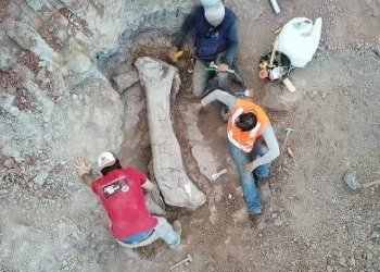 DESCOBERTA HISTÓRICA: OSSOS ACHADOS EM OBRA NO MARANHÃO REVELAM NOVA ESPÉCIE DE DINOSSAURO GIGANTE NO BRASIL