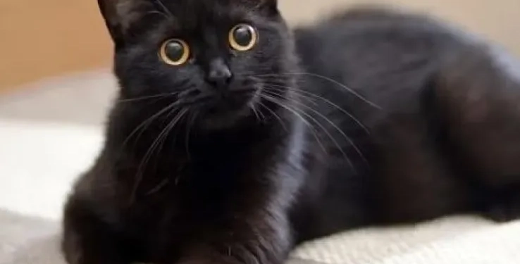 PRECONCEITO QUE MATA: GATOS PRETOS AINDA SOFREM COM ABANDONO POR SUPERSTIÇÃO NO BRASIL