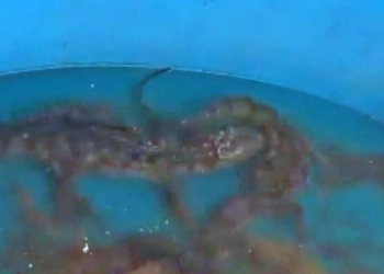 TERROR NA ZONA OESTE: POLÍCIA ENCONTRA JACARÉS EM CAIXA D’ÁGUA DURANTE OPERAÇÃO CONTRA O CRIME