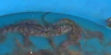 TERROR NA ZONA OESTE: POLÍCIA ENCONTRA JACARÉS EM CAIXA D’ÁGUA DURANTE OPERAÇÃO CONTRA O CRIME