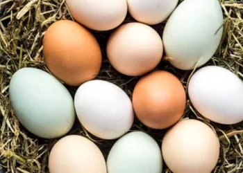 ESTUDO SURPREENDE E REVELA: COMER OVOS PODE REDUZIR EM ATÉ 27% O RISCO DE ALZHEIMER