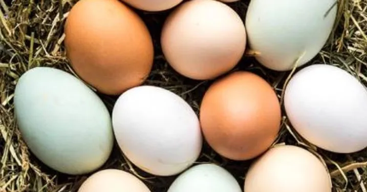 ESTUDO SURPREENDE E REVELA: COMER OVOS PODE REDUZIR EM ATÉ 27% O RISCO DE ALZHEIMER