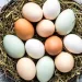 ESTUDO SURPREENDE E REVELA: COMER OVOS PODE REDUZIR EM ATÉ 27% O RISCO DE ALZHEIMER