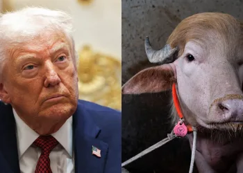 Com topete natural e 700 quilos, búfalo albino é comparado a Donald Trump
