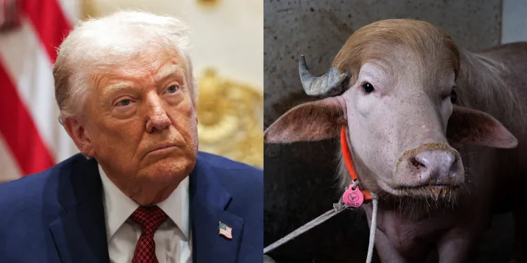 Com topete natural e 700 quilos, búfalo albino é comparado a Donald Trump